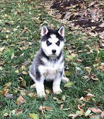 Sometimes we can still meet closer to dallas depending on our. Siberian Husky Puppies For Sale Dallas Tx 292718