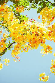 Yellow Flowers Click Here To Download Nature Wallpaper Download Nature Wallpaper Yellow Flower Wallpaper Iphone Summer Nature Wallpaper Hd Nature Wallpapers