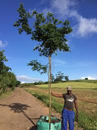 Image result for Celtis africana