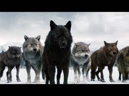 Mgtow State Of The Union Infighting Wolf Pack Strategy Thoughts On Tfl Mhop Going Viral Twilight Wolf Twilight Wolf Pack Twilight