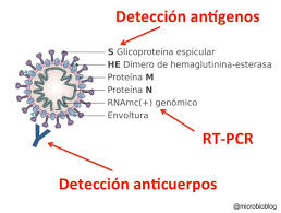 In this article, we take a look at the differences between these. Coronavirus Los 3 Test Que Juntos Nos Ayudaran A Controlar La Pandemia De Covid 19 Bbc News Mundo
