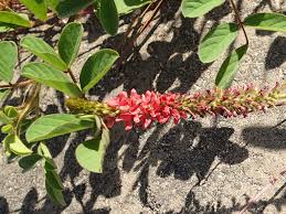 Image result for Indigofera hirsuta