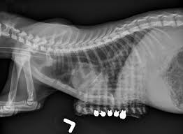Pectus excavatum, also known as sunken chest, happens when the breastbone grows inward, causing an indentation of the chest wall. External Splinting For Pectus Excavatum In Kittens Clinician S Brief