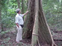 Image result for Brachychloa schiemanniana