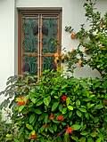 Image result for Ixora phellopus