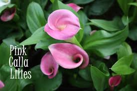 Place indoor calla lilies in a location where they will receive plenty of sunlight but are protected from drafts. Pink Calla Lily Plant Care Grow Zantedeschia Rehmannii Indoors