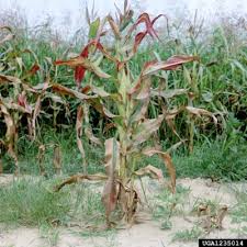Maybe you would like to learn more about one of these? What Is Corn Stunt Disease Learn About Sweet Corn Stunt Causes And Treatment