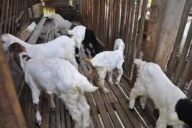 Hanya tersisa empat ekor anak kambing di dalam kandang. Kenali Fungsi Penting Kandang Kambing Artikel Pertanian Terbaru Berita Pertanian Terbaru