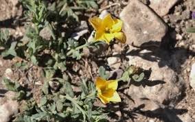 Image result for Menodora heterophylla