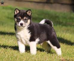 Get a boxer, husky, german shepherd, pug, and more on kijiji, canada's #1 local shiba inu in dogs & puppies for rehoming in ontario. Shiba Inu Puppies For Sale Greenfield Puppies