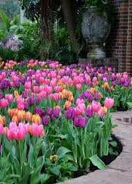 Tulip Stroll Spring Garden Flowers Tulips Garden Tulips Arrangement