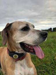 Out of curiosity does anyone know who plows Arbogast & Wild Rose? My  husband has a salt spreader for the truck and he wants to coordinate with  the people who plow! Thanks!