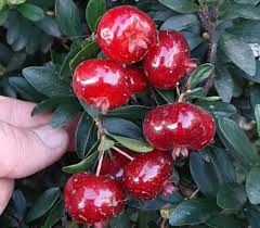 Image result for Eugenia malangensis