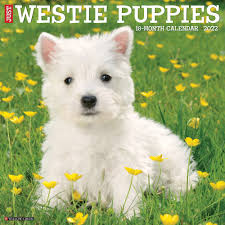 Maybe you would like to learn more about one of these? Willow Creek Press Just Westie Puppies 2022 Wall Calendar Petco