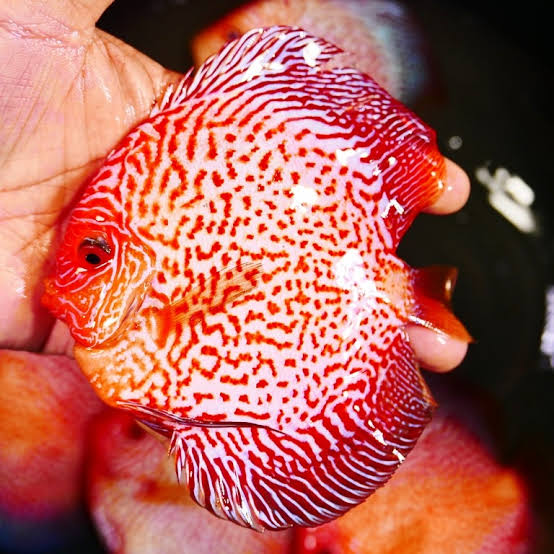 Red Pigeon Snakeskin Discus – Discus.com
