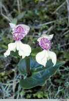 Image result for Disperis sp. nov. aff. macowanii