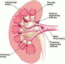 What do you mean by the term dlapedesls? Three Dimensional Volume Rendered Ct Angiography Of The Renal Arteries And Veins Normal Anatomy Variants And Clinical Applications Radiographics