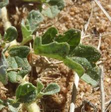 Image result for Dicerocaryum eriocarpum