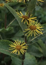 Image result for Inula mannii