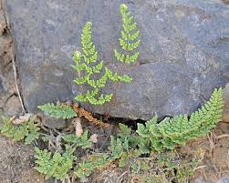 Image result for Cheilanthes quadripinnata