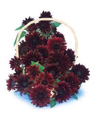 Stunning red pollen free blooms produced on dark branching stems. Moulin Rouge Sunflower Fedco Seeds