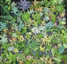 Best rated succulents online store. Succulent Cuttings Succulent Clippings Succulent Plants Colorful Succulent Cuttings Bulk Succulents Wholesale Succulent Plants Gardening Plants Floral Garden Crafts Kromasol Com