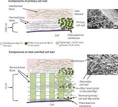 We did not find results for: Coralline Algal Calcification A Morphological And Process Based Understanding