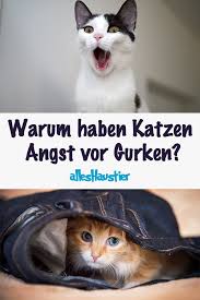 darum haben katzen angst vor gurken katzen katzen haus hund und katze