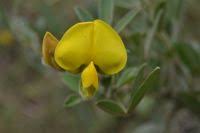 Image result for Crotalaria lachnophora