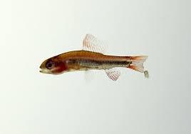 Image result for Poecilostachys