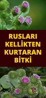 Pin By Maamafi Maamafi On Sifali Bitkiler Herbs Eye Care Health