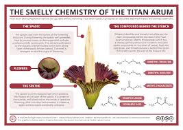 The corpse flower is the largest flower in the world, and one of the stinkiest. The Smelly Chemistry Of The Titan Arum Corpse Flower Compound Interest