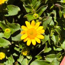 Image result for foto Vitálka