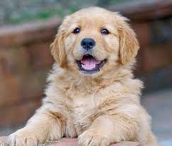 Average Price For Golden Retriever Puppy Retriever Puppy Golden Retriever Dogs Golden Retriever