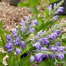 Image result for Scutellaria schweinfurthii