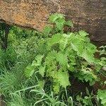 Image result for Tetradenia urticifolia