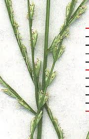 Image result for Leptochloa panicea