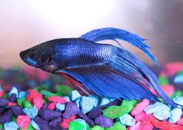 Blue siamese betta fish 2019 warning… in the videos may graphic and may disturb some viewers… viewers discretion is. Be The Best Betta Owner Top Betta Fish Names
