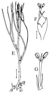 Image result for Podostemaceae