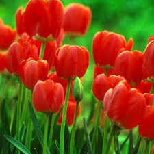 Bunga yang laku tersebut mempunyai usia sekitar 8 tahun. Penyuka Bunga Tulip Community Facebook