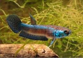 Groups Labyrinth Fishes Seriously Fish Betta Fish Betta Freshwater Aquarium Fish