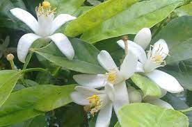 伊朗橙花純露 plants