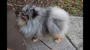 It's also free to list your litters and puppies for sale on our site. Blue Merle Pomeranian Puppy For Sale Youtube