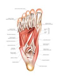 A generous moment arm of these muscles about the midfoot. Muscles Of The Foot Photograph By Asklepios Medical Atlas