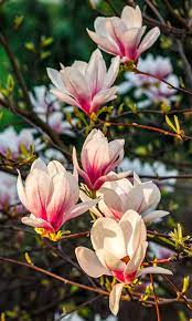 You Need To Be Aware Of The Diseases That Affect Magnolia Trees Gardenerdy Nature Photography Flowers Magnolia Flower Magnolia Trees