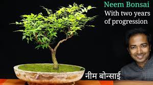 Neem Bonsai How To Make A Bonsai Tree Youtube Bonsai Bonsai Tree How To Grow Bonsai
