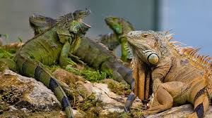 Maybe you would like to learn more about one of these? Watch Florida Residents Being Overrun By Iguanas Loop Trinidad Tobago