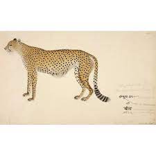 Asian Cheetah By Haludar Graphic Art Canvas Prints Art Prints Indian Artist