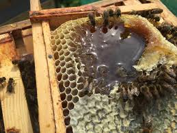 Poems and other writings about bees