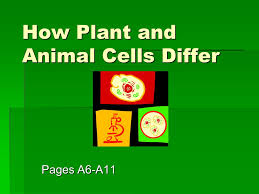 Explore plant cell vs animal cell from 17 cellular perspectives such as shape, size, plasticity, vacuole, chloroplast, lysosome, centriole, food storage, and more. How Plant And Animal Cells Differ Ppt Video Online Download